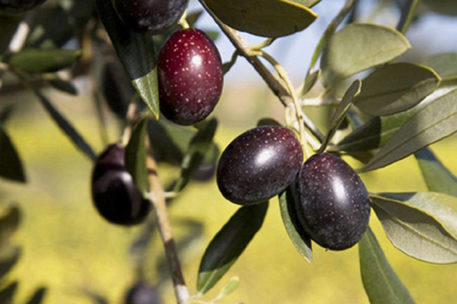 Curso sobre cultivo del olivo en ecológico en Galicia