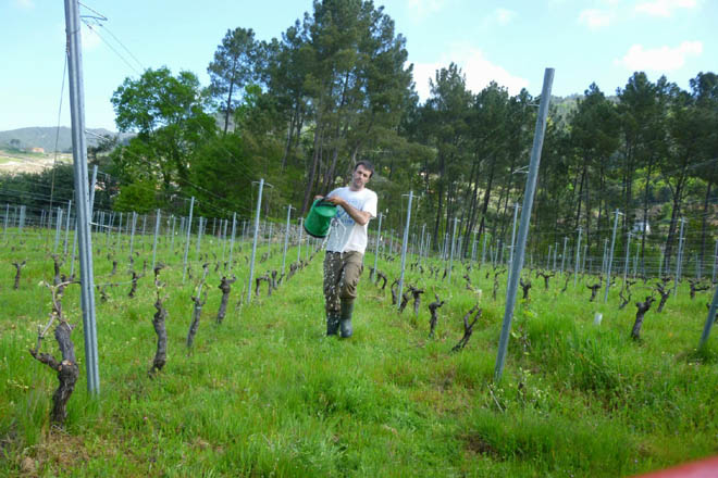 Menos do 2% do viñedo galego está en ecolóxico ou en produción integrada