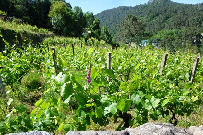 A UE publica as novas regras para autorizar plantacións de viñedo