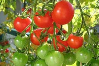 Consellos para o cultivo do tomate