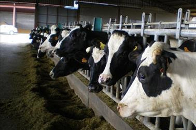 Irlanda lidera os aumentos de produción de leite en Europa tras o fin das cotas