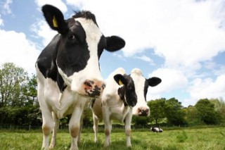 O BOE publica as axudas por vaca para as explotacións en dificultades