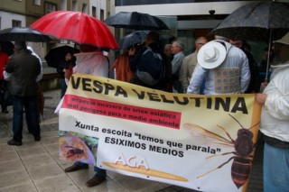 A Asociación Galega de Apicultura destinará 52.000 euros a combater a Vespa Velutina