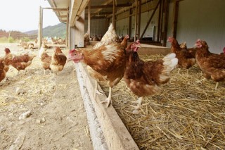 Publicadas as bases zootécnicas para o cálculo de emisións en porcino e avicultura