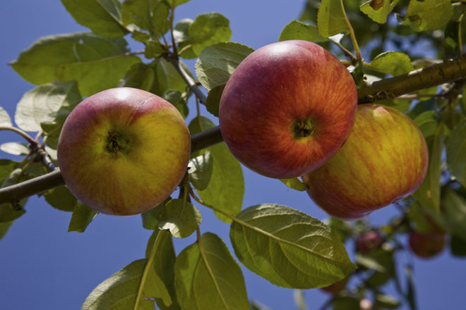 Recomendaciones para el cuidado de los manzanos durante estas semanas