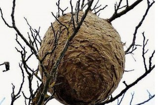 Os apicultores lanzan a campaña “Stop Vespa Velutina”
