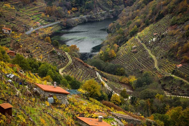 Un emigrante apuesta por recuperar 100 hectáreas de viñedo en Ribeira Sacra para producir vino blanco