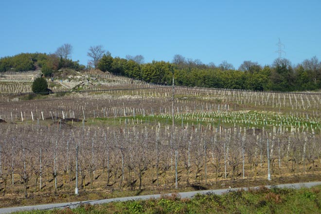 Curso de viticultura rexenerativa en Ribadavia