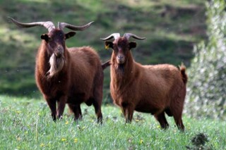 “A cabra é o mellor aliado para limpar o monte e mellorar o rendemento do gando vacún”