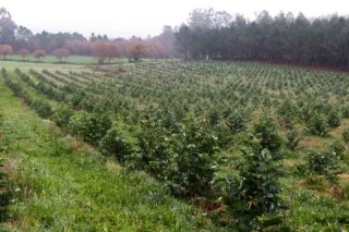 Medio Rural ultima un decreto para limitar as plantacións de eucalipto