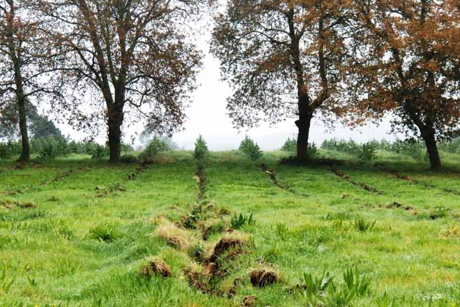El Parlamento pide regular las nuevas plantaciones de eucaliptos 