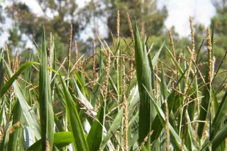 As perdas no millo pola seca poñen de manifesto o descoido dos regadíos en Galicia