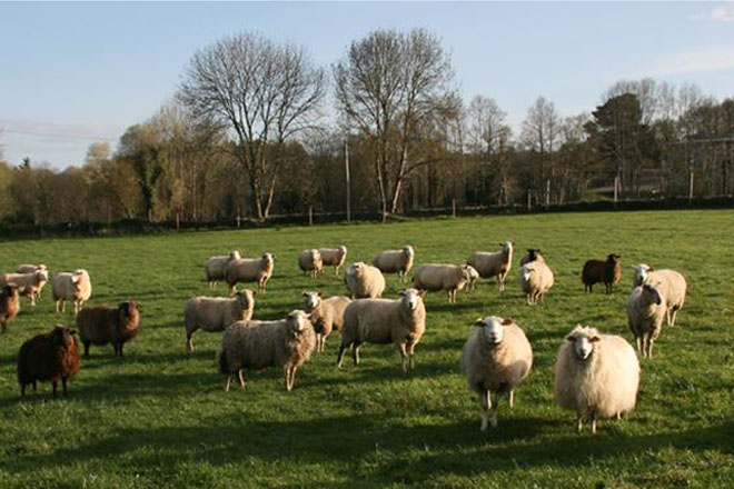 Coronavirus: O Ministerio anuncia axudas directas para os gandeiros de ovino e cabrún