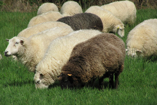 Cuso en A Pobra do Caramiñal sobre iniciación y mejora de la ganadería de ovino y caprino