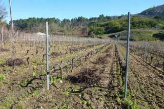 Recomendacións da Estación do Areeiro para o coidado do viñedo e das froiteiras en inverno