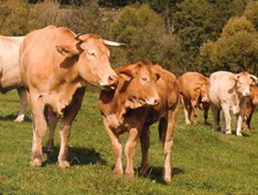 O vacún de carne galego perde comba co do resto de España
