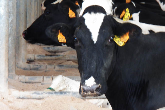 Lácteos de Riotorto bajará el precio de la leche 7 céntimos por la falta de mercado