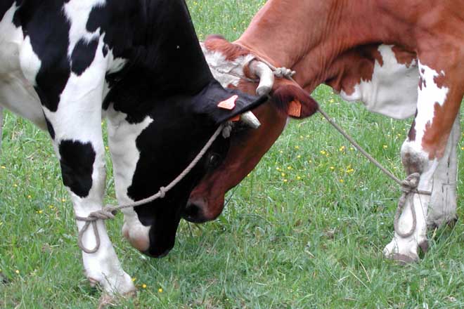 O sector lácteo prosegue as accións pola falta de acordos coa industria