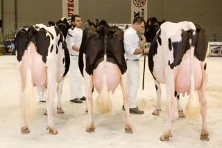 Cales son as mellores vacas e explotacións de Galicia?