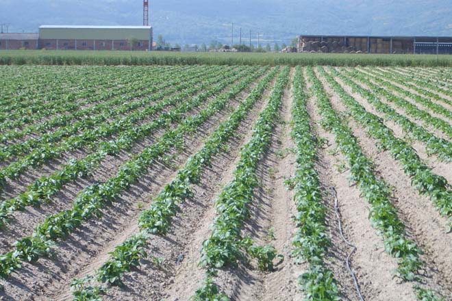 Xornada sobre mellora do cultivo da pataca en Galicia