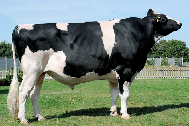 Xenética Fontao tiene a los dos mejores toros de España