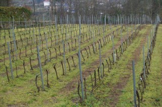 Axudas para aumentar a competitividade no sector vitivinícola galego