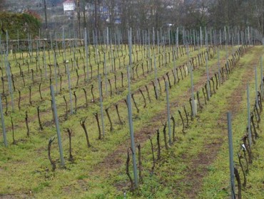 Axudas para aumentar a competitividade no sector vitivinícola galego