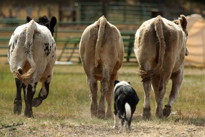 Curso  de adestramento de cans de pastoreo