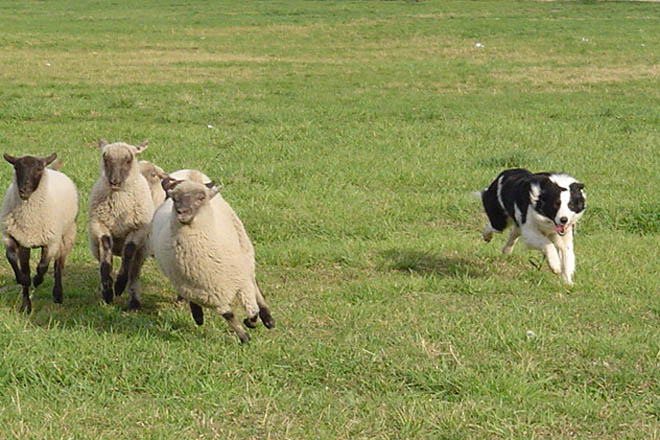 Aberta a solicitude para o curso de adestramento de cans de pastoreo en Cospeito