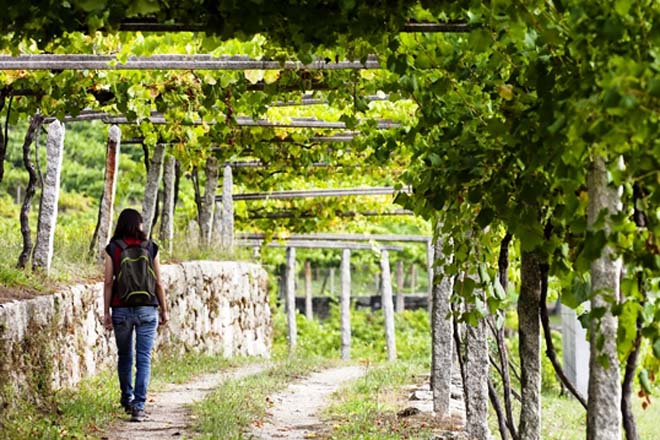 Xornada en Rías Baixas sobre a mellora da xestión de efluentes vitivinícolas