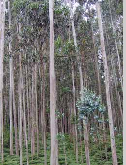 O prezo do eucalipto enfronta a Ence e propietarios forestais
