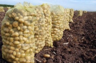 A Limia recolle este ano unhas 110.000 toneladas de pataca