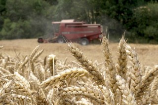 A FAO prevé unha boa colleita mundial de cereais e prezos baixos