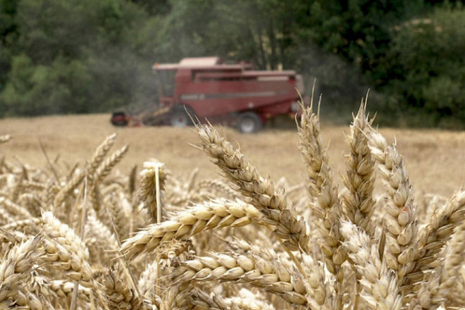 Prevén que o “greening” fará caer este ano un 8% a produción de cereais na UE