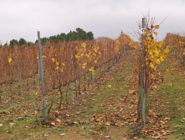 Clase técnica sobre boas prácticas na viticultura sustentable