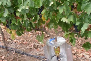 “O cambio climático pode ser beneficioso para a viticultura galega”