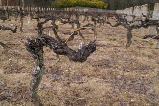 Xornada sobre a normativa para novas plantacións de viñedo