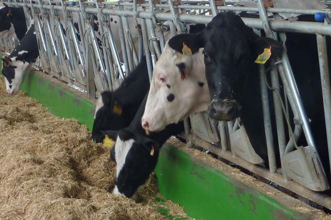 Celta dejará de recogerle la leche a las 50 granjas de la cooperativa Codegui