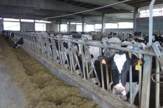 O sector agrario entende que as axudas lácteas perxudican a Galicia