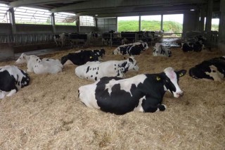SAT Cives, unha explotación láctea referente en benestar animal
