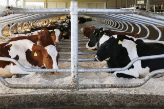 ERIMSA  lanza as areas Q BED, recomendadas como camas para vacas
