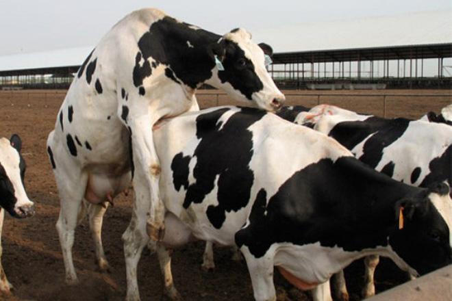 Factores que inflúen na detección de celos en vacas