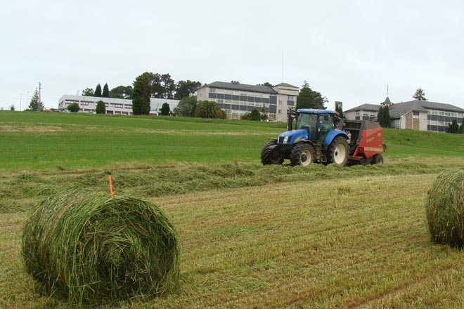 Mellora a calidade do silo de millo en Galicia pero empeora a do silo de herba