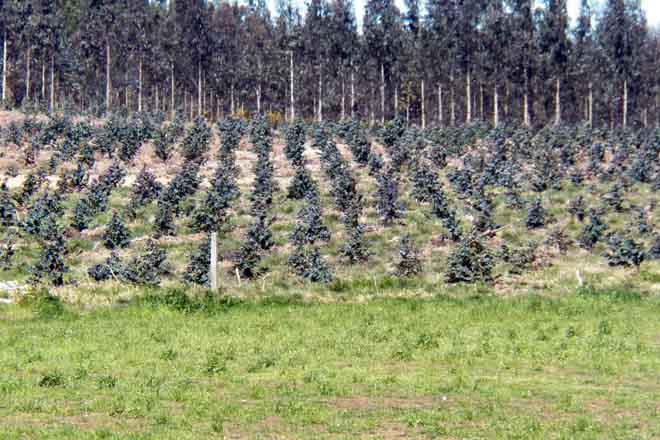 Medio Rural alude a la rentabilidad del eucalipto para explicar las plantaciones ilegales