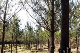 Axuda para a forestación de terras non agrícolas