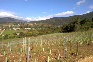 Autorizacións para 73 novas hectáreas de viñedos en Galicia