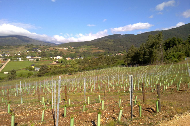 Autorizaciones para 73 nuevas hectáreas de viñedos en Galicia