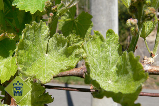 Se reduce la afectación del mildiu en viña pero aumenta la sensibilidad al oídio