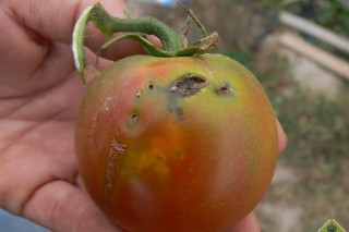 Métodos de loita contra a Tuta Absoluta, a avelaíña do tomate
