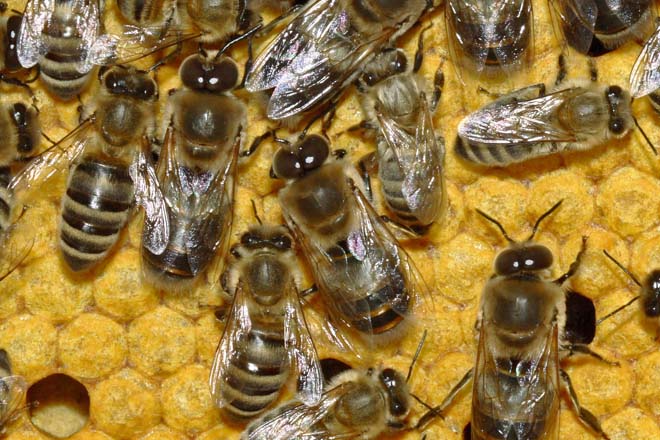 Baixa a mortalidade das abellas na Unión Europea